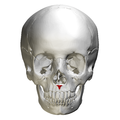 Skull. Anterior view. Anterior nasal spine shown in red.