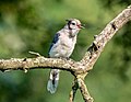 Image 7Blue jay fledgling calling for its parent in Green-Wood Cemetery