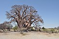 Chapman’s Baobab