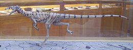 A Compsognathus longipes rekonstrukciója