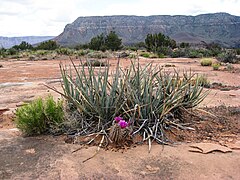 Yucca tenuistyla