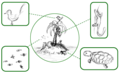 Image 26Simplified schematic of an island's fauna – all its animal species, highlighted in boxes (from Fauna)