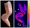 File:Gonioteuthis quadrata (Blainville, 1827) guard with a zigzag-like deformation - photo vs. MRI.png