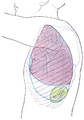 Lado do tórax, mostrando superfície marcada pelos ossos, pulmões (roxo), pleura (azul) e baço (verde)