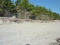 L'érosion de la dune du cordon littoral de la plage de Kermor -2 (commune de Combrit-Sainte-Marine).