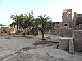 Growth of Palm trees in Manauli Fort,