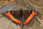 Adult, dorsal view.