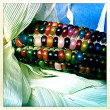 multicolored transluscent corn kernals