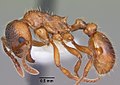 Myrmica