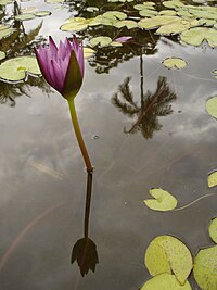 Nénuphar dans le Jardin de l’État à Saint-Denis de la Réunion