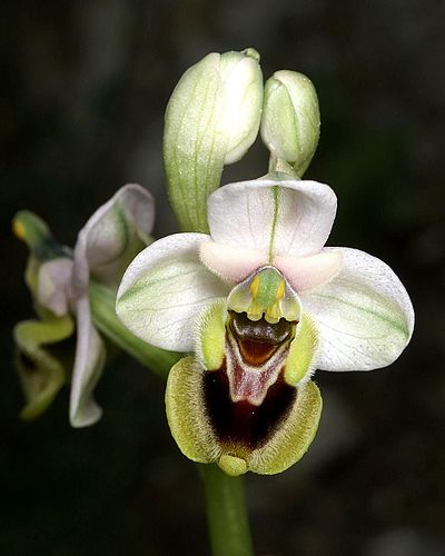 Цветок орхидеи Ophrys tenthredinifera