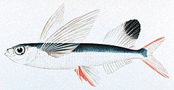 Parexocoetus brachypterus