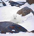 Schneeschuhhase im Winterfell