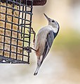 Image 62White-breasted nuthatch on a suet feeder in Green-Wood Cemetery