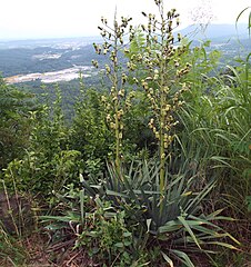 Yucca flaccida