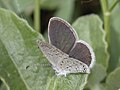 Female (upper side)