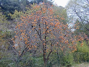 Kaaki (Diospyros kaki)