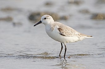 Calidris alba