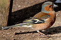 Erdei pinty (Fringilla coelebs)