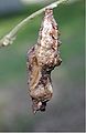 Chrysalis of Gulf Fritillary in Georgetown, South Carolina