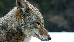 Prérifarkas (Canis latrans)