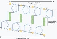 Shows the two polynucleotide strands within the DNA molecule joined by hydrogen bonds between complementary base pairs. One strand runs in the 5' to 3' direction and the complementary strands runs in the opposite direction 3' to 5' as it is antiparallel.