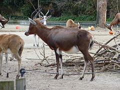 Femelles et jeunes au zoo