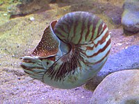 Živi Nautilus pompilius u akvariju