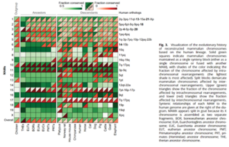 Solid green squares indicate mammalian chromosomes maintained as a single synteny block (either as a single chromosome or fused with another MAM), with shades of the color indicating the fraction of the chromosome affected by intra-chromosomal rearrangements (the lightest shade is most affected). Split blocks demarcate mammalian chromosomes affected by inter-chromosomal rearrangements. Upper (green)triangles show the fraction of the chromosome affected by intra chromosomal rearrangements, and lower (red) triangles show the fraction affected by inter chromosomal rearrangements. Syntenic relationships of each MAM to the human genome are given at the right of the diagram. MAMX appears split in goat because its X chromosome is assembled as two separate fragments. BOR, boreoeutherian ancestor chromosome; EUA, Euarchontoglires ancestor chromo-some; EUC, Euarchonta ancestor chromosome; EUT, eutherian ancestor chromosome; PMT; Primatomorpha ancestor chromosome; PRT, primates (Hominidae) ancestor chromosome; THE, therian ancestor chromosome.