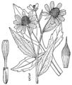 Rudbeckia triloba