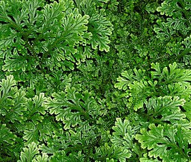 Selaginellales: Selaginella sp.