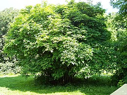 Kaukázusi hólyagfa (Staphylea colchica)