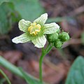 White bryony close-up