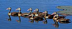 Black-bellied whistling ducks Dendrocygna autumnalis