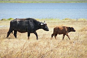 Samica z rdečim teletom na zavarovanem območju Ngorongoro v Tanzaniji