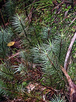 Dawsonia superba no Abel Tasman National Park, Nova Zelândia.