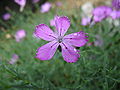 Dianthus nardiformis