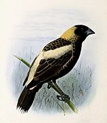 ED's fulsome poetic praise for Bobolinks set off a rage for its feathers which nearly led to the bird’s extinction.