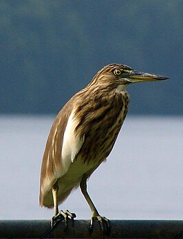 Indische ralreiger