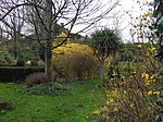 a garden with trees and shrubs