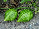 coastal manroot Marah oreganus