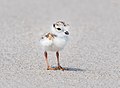 Image 107Piping plover chick in Queens, New York