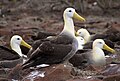 Image 50Waved albatrosses on Española (from Galápagos Islands)