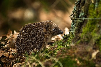 European Hedgehog