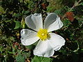 Salbeiblütige Zistrose (Cistus salvifolius)