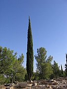 Cupressus sempervirens (Cupressaceae)