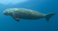 Un dugongo gris nadando en el agua: se ve la parte inferior y tiene grandes extremidades detrás de la cabeza, apuntando hacia abajo. Tienen forma triangular, similar a la aleta de un delfín. Tiene un cuerpo delgado en comparación con la cabeza y una cola bifurcada como la de un delfín. tiene un ojo pequeño.