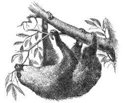 The Unau or Two-toed Sloth (Choloepus hoffmanni).