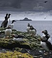 Image 7Puffins and guillemots on Lunga in the Treshnish Isles, with Bac Mòr (known as Dutchman's Cap for its distinctive shape) in the background Credit: Simaron