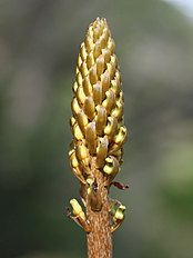 Buds<br>Mount Ibuki, Gifu prefecture, Japan